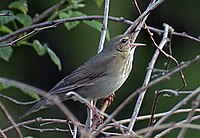 Lista Das Aves De Galicia