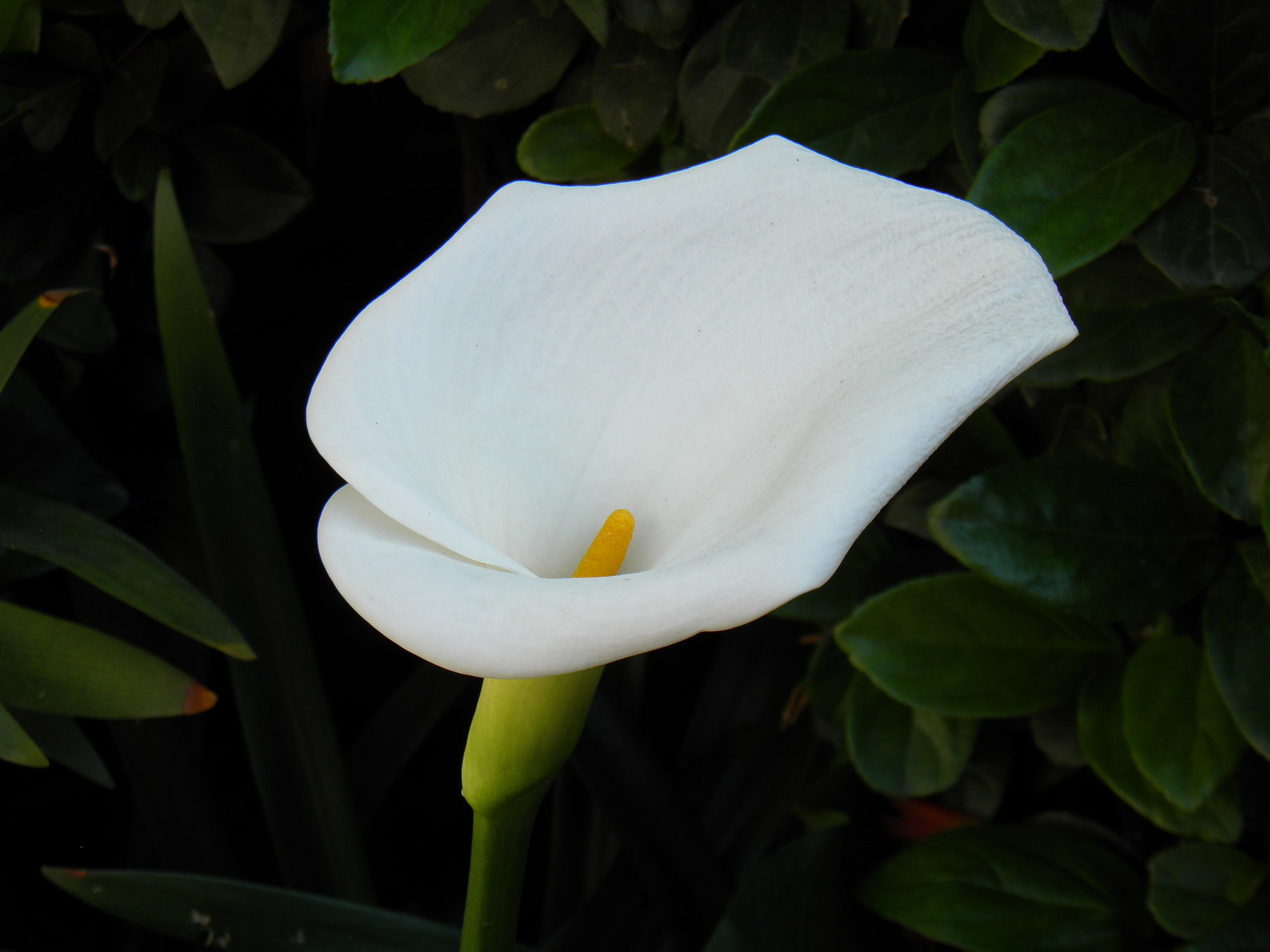 File:Flor, Cala  - Wikimedia Commons