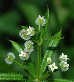 Przytulia czepna ( Galium aparine ) 