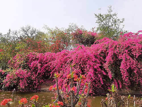 Blooming flowers in the Buddha Jayanti Park, New Delhi