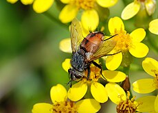 A Tachina sp. fly showing white calypters at the base of the wings Fly June 2009-1.jpg