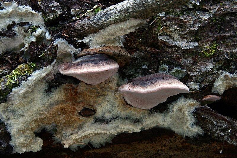 File:Fomitopsis rosea, Phlebia centrifuga (6103582396).jpg