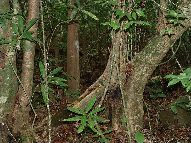 File:Forêt du Mont Choungui, Mayotte.jpg