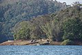 * Nomination Forest Dept Boat Jetty on Idukki Reservoir, Cheruthony, Kerala --Tagooty 03:01, 11 March 2022 (UTC) * Promotion  Support Good quality. --XRay 03:23, 11 March 2022 (UTC)