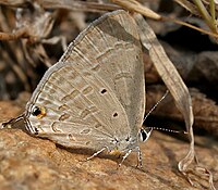 Forget-me-not (Catachrysops strabo) in Hyderabad W IMG 4615.jpg