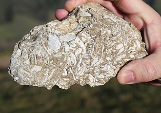 fossils in rock Fossil rock Rocky Ridge Las Trampas.jpg