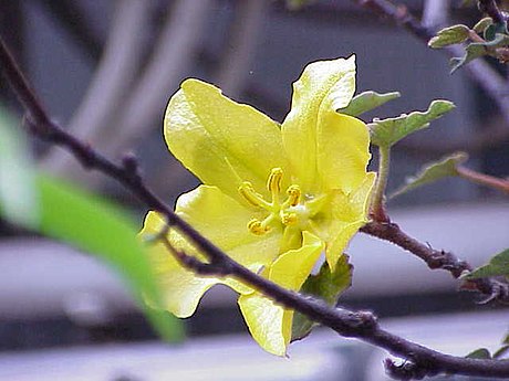 File:Fremontodendron californicum2.jpg