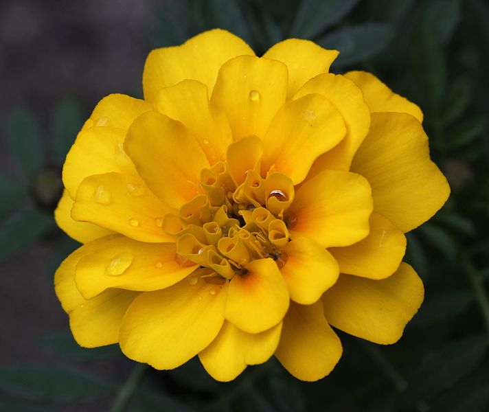 File:French marigold with raindrops.jpg