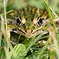 Frog peeking through the grass (7990166898).jpg