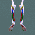 From below - Deep posterior compartment of leg - animation.gif