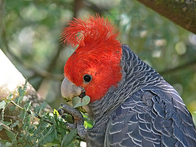 Iĉo manĝas semojn de Acacia baileyana