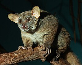 Garnetts galago