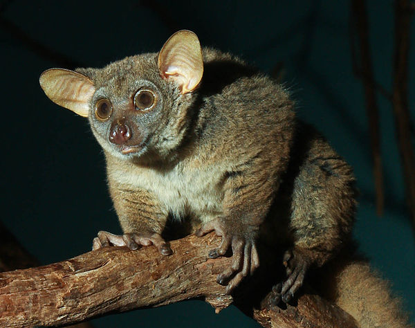 Image: Garnett's Galago (Greater Bushbaby)