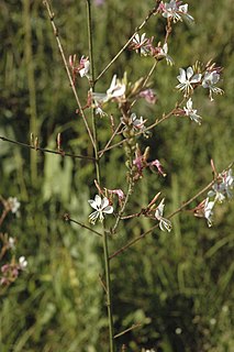 <i>Oenothera gaura</i> Species of flowering plant