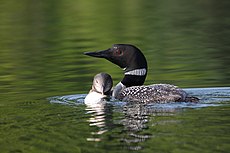 Common Loon with immature Plongeons huard