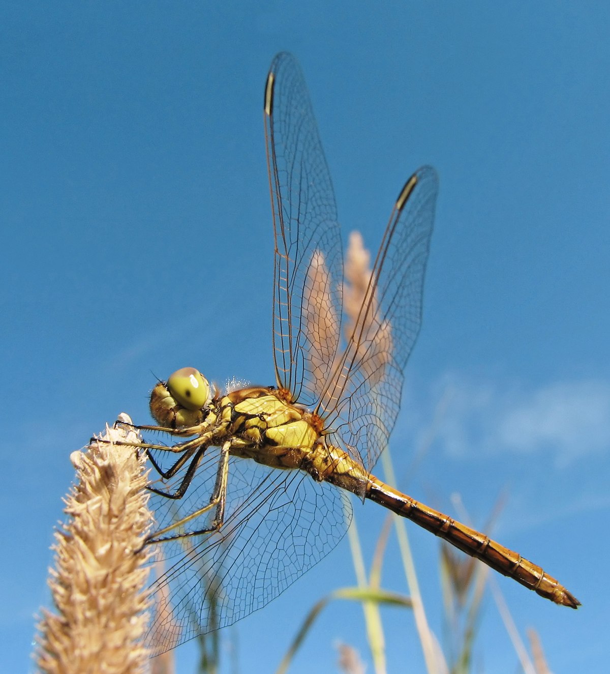 Dragonfly - Wikipedia