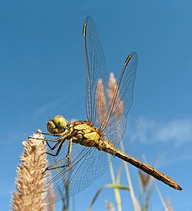 ♀ Sympetrum vulgatum (Vagrant Darter)