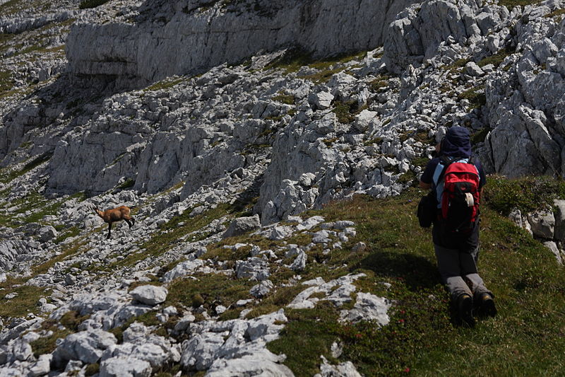 File:Gemse niedere tauern0010.JPG