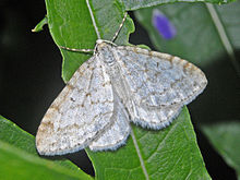 Geometridae - Mezotip verberata.JPG