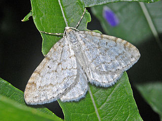 <i>Mesotype</i> Genus of moths