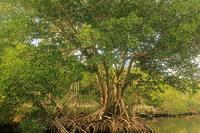 Around 500 mangroves in Volusia County's Wilbur-By-The-Sea were cut well below the height mandated by Florida's guidelines, forcing the state to investigate how it happened.