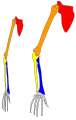 (Left) Gibbon arm compared to average human male arm (Right). Red = scapula, orange = humerus, yellow = ulna, blue = radius.
