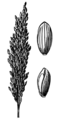 Glyceria obtusa HC-1950.png