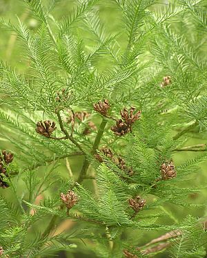 Chinese cypress branches (Glyptostrobus pensilis) with cones