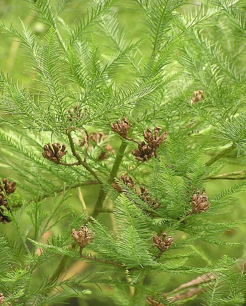 File:Glyptostrobus pensilis 2007.06.28 10.10.35-p6280031.jpg