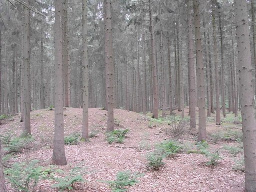 Goldenstedt Hügelgräberfeld im Wald