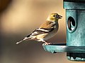 * Nomination American goldfinch at a feeder in Green-Wood Cemetery --Rhododendrites 23:05, 24 November 2020 (UTC) * Promotion Good quality. -- Ikan Kekek 03:56, 25 November 2020 (UTC)