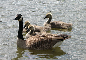 A goose (Branta canadensis) and offspring.