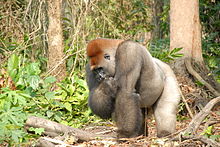 A gorilla in the Democratic Republic of the Congo, 2008