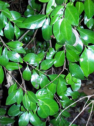 <i>Gossia fragrantissima</i> Species of tree