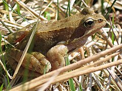 23.9.14 Grasfrosch