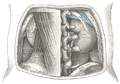 Aspectus posterior sinistre vicinitatem renis ad musculum quadratum lumborum ostendit.