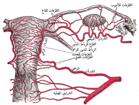 شريان رباط مدور رحم