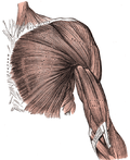 Thumbnail for Pectoral fascia