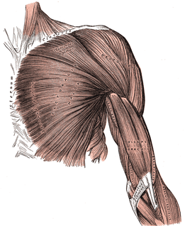 Pectoralis major main human chest muscle