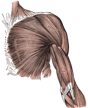 Pectoralis major muscle