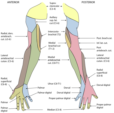 Cutaneous innervation of the right upper extremity.