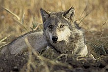 Gray wolf in YellowStone National Park Gray wolf (8952676448).jpg