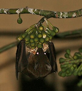 خفاش میوه کوتاه بینی بزرگتر (Cynopterus sphinx) که در شب در Kapok (Ceiba pentandra) در Kolkata W IMG 3877 تغذیه می کند.