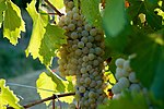 Grechetto grapes.jpg