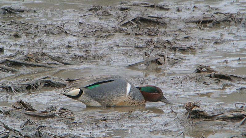 File:Green-winged Teal (8528669445).jpg