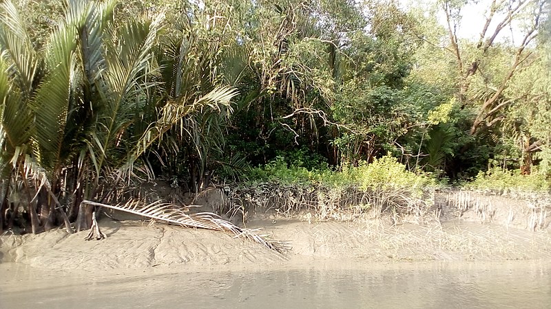 File:Green Coastal trees.jpg