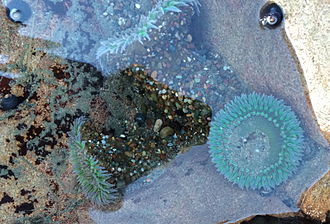 Tidepool at North Moonstone beach, in the southern part of the State Park. Giant Green anemones with black tegula snails. Green anemones with black tegulas (Tegula funebralis) SLO.jpg