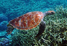 Groene schildpad Palmyra Atoll National Wildlife Refuge.jpg