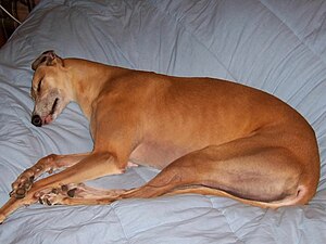 Sleeping greyhound, displaying some of the hai...