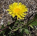 Fleur de Botón de oro (Grindelia chiloensis)